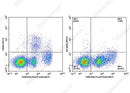 Anti-Mouse CD206 Antibody [Y17-505] - ABMIUM