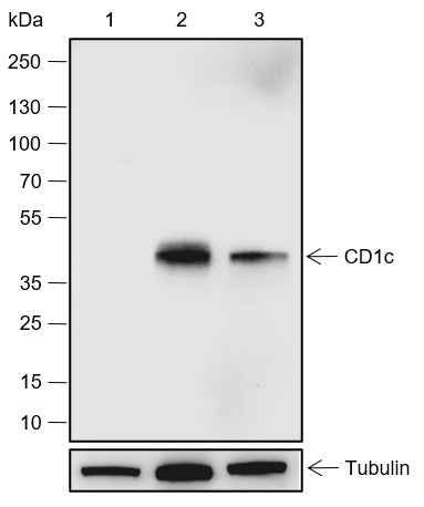 Anti-Human CD1c Antibody [A555] - ABMIUM