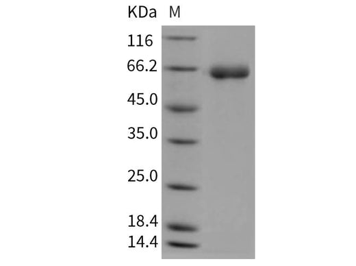 > 92 % as determined by reducing SDS-PAGE.
