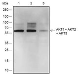 Anti-Human/Rat/Mouse AKT1+AKT2+AKT3 Antibody [A549]