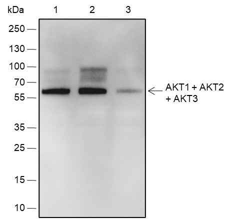 Anti-Human/Rat/Mouse AKT1+AKT2+AKT3 Antibody [A549]