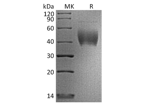 Recombinant Human PD-L2/CD273 Protein (His & Avi Tag) - ABMIUM