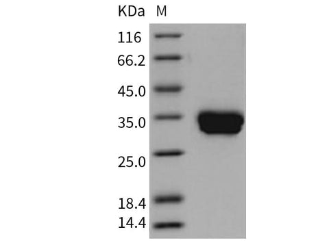 > 98 % as determined by reducing SDS-PAGE.