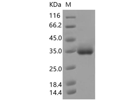 > 95 % as determined by reducing SDS-PAGE.