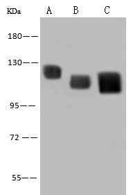 Anti-Human LAMP2 Antibody [A1082] - ABMIUM