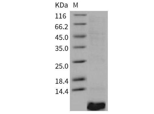 Recombinant Human EGF Protein - ABMIUM