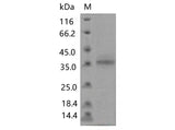 > 80 % as determined by reducing SDS-PAGE.