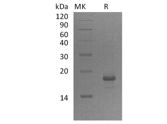 > 95 % as determined by reducing SDS-PAGE.