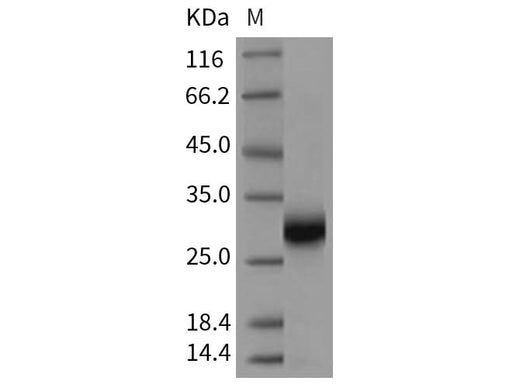 > 97 % as determined by reducing SDS-PAGE.