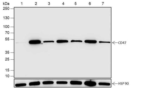 Anti-Human CD47 Antibody [A652] - ABMIUM