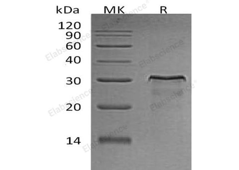 > 95 % as determined by reducing SDS-PAGE.