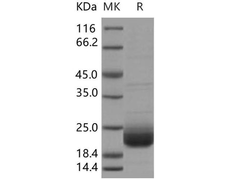 > 93 % as determined by reducing SDS-PAGE.