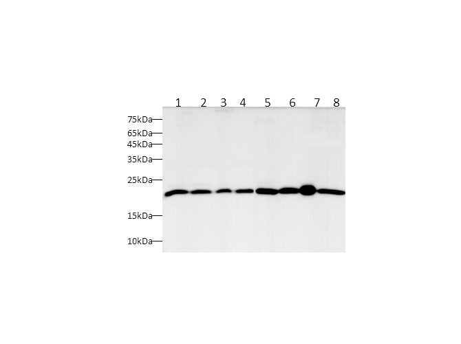Anti-Human/Mouse/Rat BAX Antibody - ABMIUM