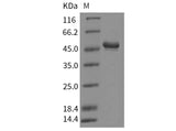 > 90 % as determined by reducing SDS-PAGE.