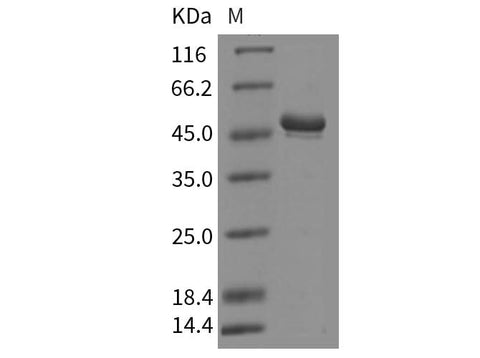 > 90 % as determined by reducing SDS-PAGE.