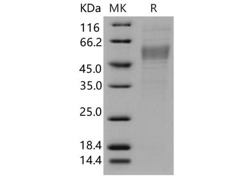 > 88 % as determined by reducing SDS-PAGE.
