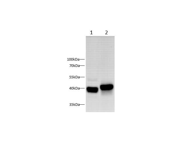 Anti-Mouse/Rat RAGE Antibody - ABMIUM
