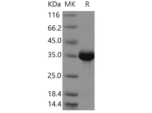 > 90 % as determined by reducing SDS-PAGE.