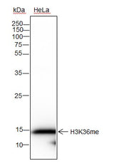 Anti-Human/Rat/Mouse Histone H3 (Mono Methyl Lys36) Antibody [A836] - ABMIUM