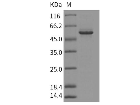 > 90 % as determined by reducing SDS-PAGE.