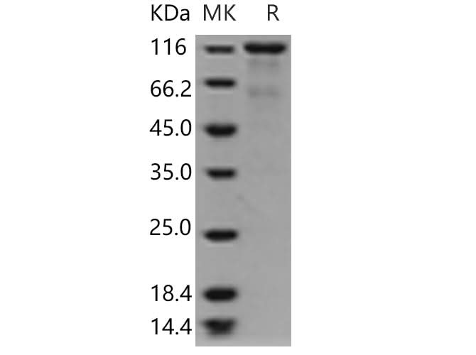 > 90 % as determined by reducing SDS-PAGE.