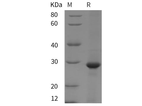 SDS-PAGE analysis of Rat Clusterin/ApoJ proteins, 2 μg/lane of Recombinant Rat Clusterin/ApoJ proteins was resolved with SDS-PAGE under reducing conditions, showing bands at 28 kDa.