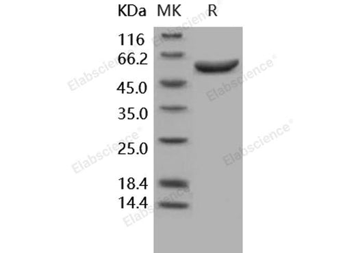 > 97 % as determined by reducing SDS-PAGE.