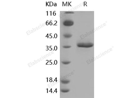 > 95 % as determined by reducing SDS-PAGE.