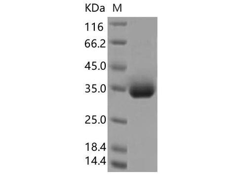 > 95 % as determined by reducing SDS-PAGE.