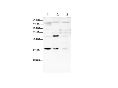 Anti-Human/Mouse IL-7 Antibody - ABMIUM