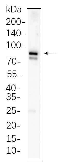 Anti-Human/Mouse/Rat MFN1 Antibody [B555] - ABMIUM