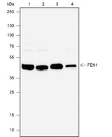 Anti-Human/Rat FEN1 Antibody [A638]