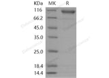 > 92 % as determined by reducing SDS-PAGE.
