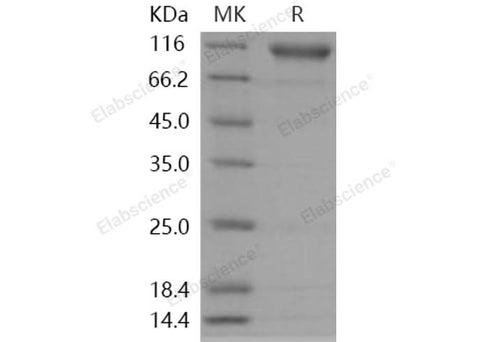 > 92 % as determined by reducing SDS-PAGE.