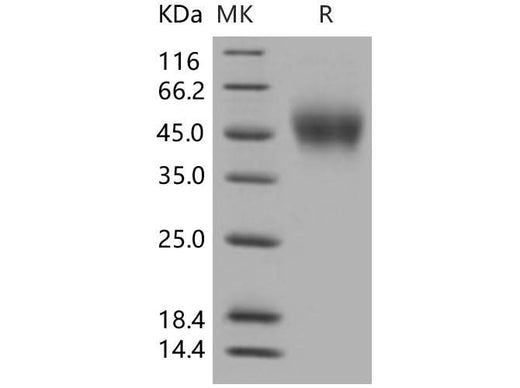 > 97 % as determined by reducing SDS-PAGE.