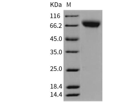 > 97 % as determined by reducing SDS-PAGE.