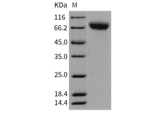 > 97 % as determined by reducing SDS-PAGE.