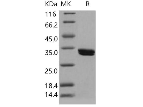 > 85 % as determined by reducing SDS-PAGE.