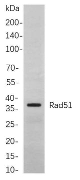 Anti-Human/Mouse/Rat RAD51 Antibody [B879]