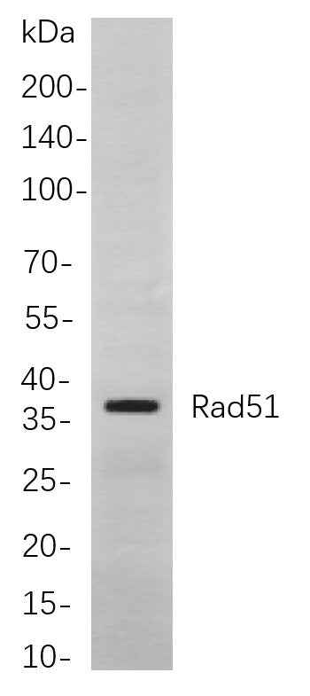 Anti-Human/Mouse/Rat RAD51 Antibody [B879] - ABMIUM