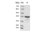 > 90 % as determined by reducing SDS-PAGE.