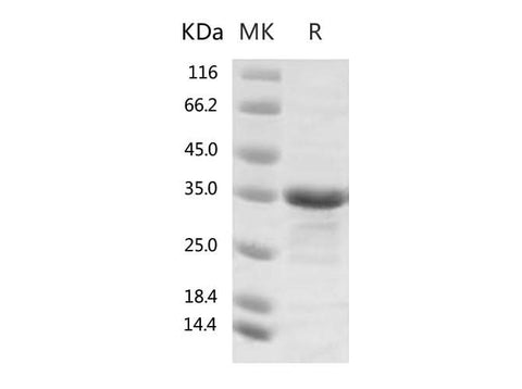 > 90 % as determined by reducing SDS-PAGE.
