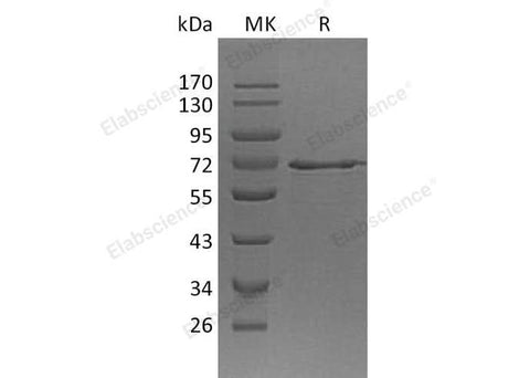 > 90 % as determined by reducing SDS-PAGE.