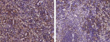 Anti-Mouse SLAMF8 Antibody [B470]