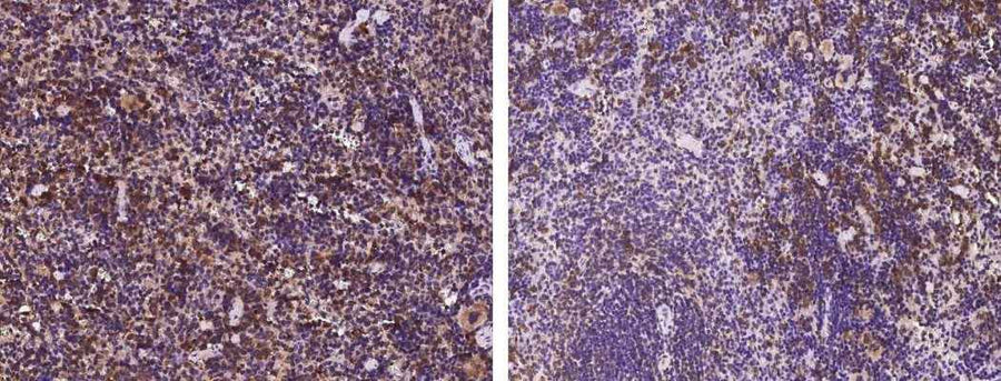 Anti-Mouse SLAMF8 Antibody [B470]