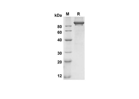 SDS-PAGE analysis of Human NRP2 proteins, 2 μg/lane of Recombinant Human NRP2 proteins was resolved with an SDS-PAGE under reducing conditions, showing bands at 91.9 kDa.