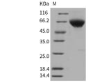 > 90 % as determined by reducing SDS-PAGE.