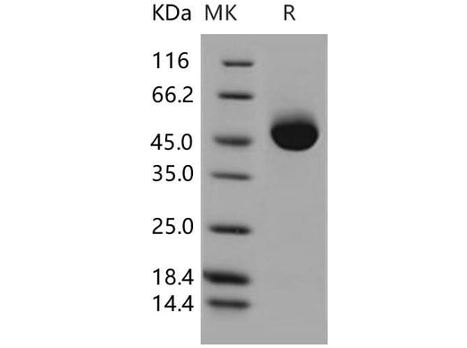 > 97 % as determined by reducing SDS-PAGE.