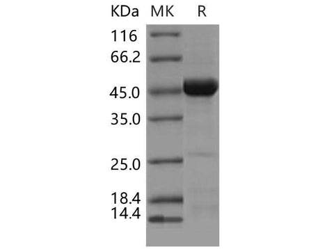 > 85 % as determined by reducing SDS-PAGE.