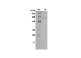 SDS-PAGE analysis of Human FGF23 proteins, 2 μg/lane of Recombinant Human FGF23 proteins was resolved with SDS-PAGE under reducing conditions, showing bands at 55 kDa.